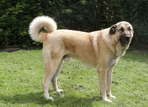 安纳托利亚牧羊犬怀孕初期症状介绍，快来get一下