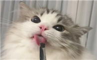 猫咪什么情况会吐舌头