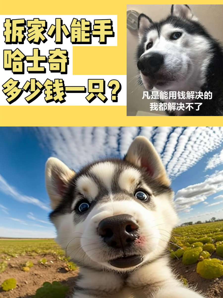 哈士奇多少钱一只？拆家能手的身价居然……