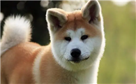 秋田犬每天要溜多久？具体遛的时间？