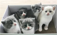 小猫的存活率有多少