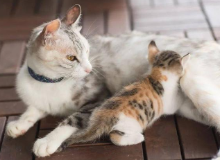 猫咪为什么出现踩奶现象
