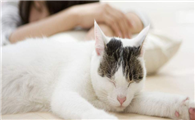 猫为什么喜欢贴人的下巴上