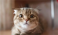 猫咪为什么爱睡纸盒上