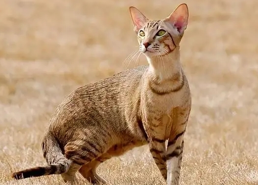 埃及猫性格好不好？来看看吧