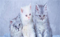 宠物店会收小猫吗