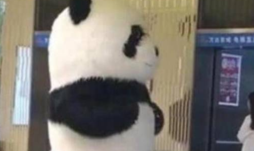 小姐姐电梯偶遇“大熊猫”,瞬间被圈粉,只是进电梯的时候尴尬了 小姐姐电梯偶遇“大熊猫”,瞬间被圈粉,只是进电梯的时候尴尬了
