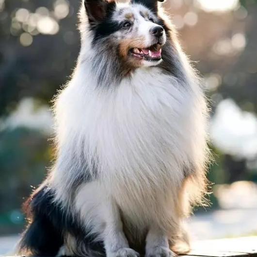 喜乐蒂牧羊犬吃的饭都吐了?你绝对没想到 喜乐蒂牧羊犬吃的饭都吐了?你绝对没想到