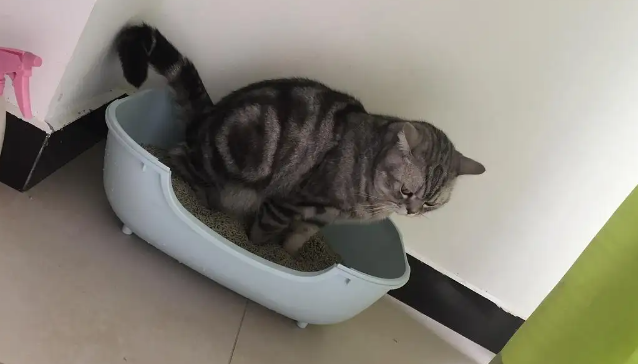 猫咪为什么总踩到屎尿呢