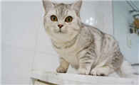 学生党适合养猫吗