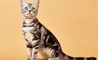 72种猫咪品种大全