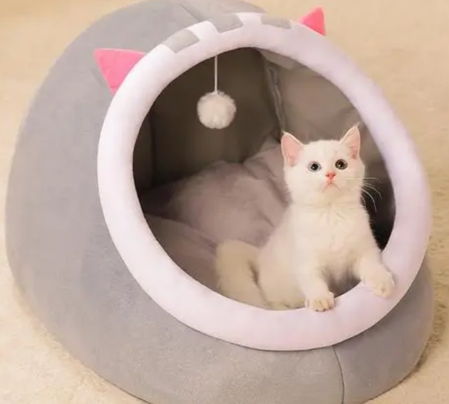 养猫的人容易得15种病