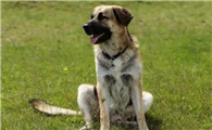 怎么给安纳托利亚牧羊犬剪指甲?剪指甲的方法如下。