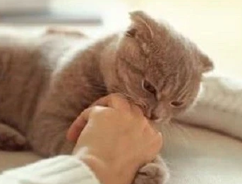 猫为什么老是抓人腿和脚呢 猫为什么老是抓人腿和脚呢