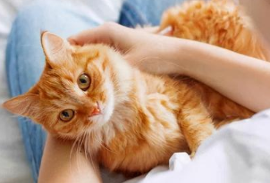 养猫可以带来什么好处 养猫可以带来什么好处