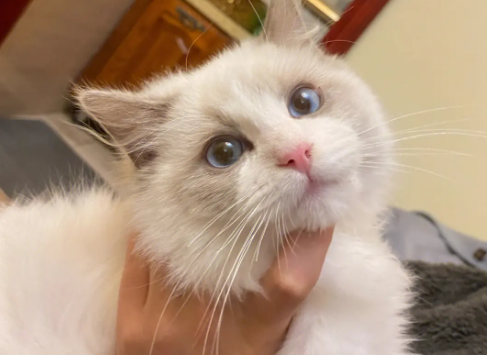 养猫需要准备什么