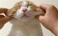把猫掐窒息猫发疯