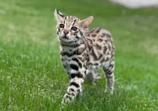 豹猫不吃猫粮怎么办?铲屎官来这里get下吧 豹猫不吃猫粮怎么办?铲屎官来这里get下吧