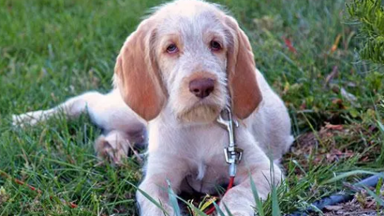 史毕诺犬怀孕要注意哪些问题?要注意哪方面? 史毕诺犬怀孕要注意哪些问题?要注意哪方面?