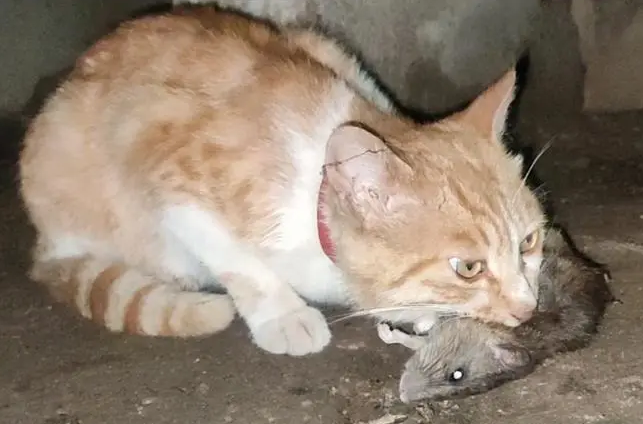 猫吃了老鼠人还能抱吗