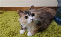 中国本土猫的品种