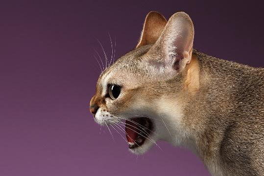 新加坡猫鼠疫有什么症状？来了解一下吧