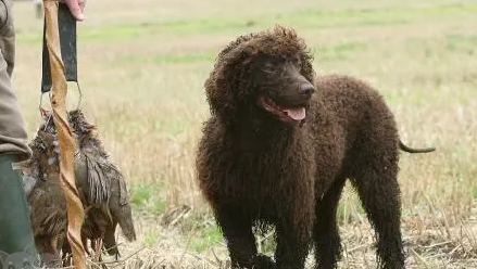 美国水猎犬怀孕怎么护理?不懂的可以来看看 美国水猎犬怀孕怎么护理?不懂的可以来看看