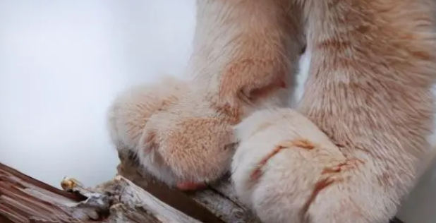 猫咪脚掌臭的原因是