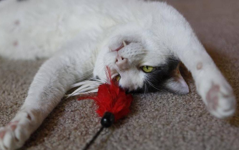 猫咪为什么会装死