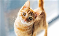 猫咪看到冰棍叫为什么呢