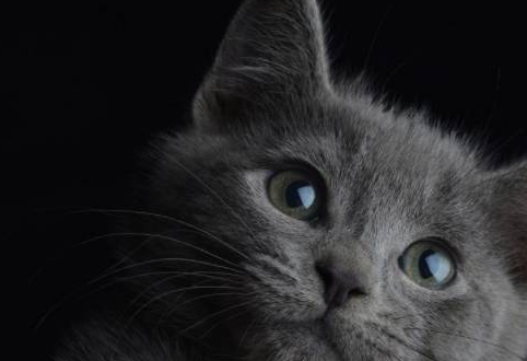 网友出差把猫给当过兵的爸爸养,回家一看,爸爸:万物皆可豆腐块 网友出差把猫给当过兵的爸爸养,回家一看,爸爸:万物皆可豆腐块