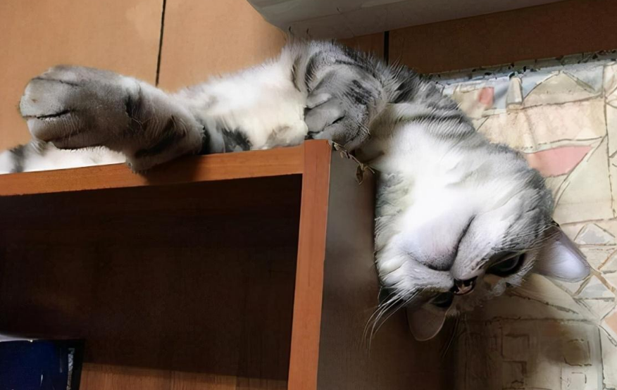猫咪喜欢在高处睡觉是为什么 猫咪喜欢在高处睡觉是为什么