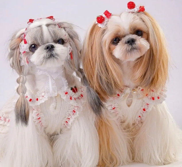 西施犬多少钱一只?来了解一下吧 西施犬多少钱一只?来了解一下吧