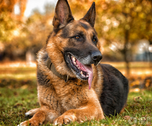 德国牧羊犬怎么看纯不纯？一文教会你！