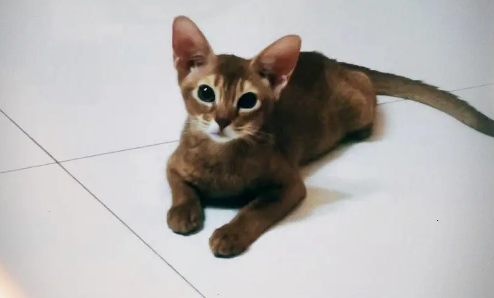 阿比西尼亚猫好养吗？主人必须要知道