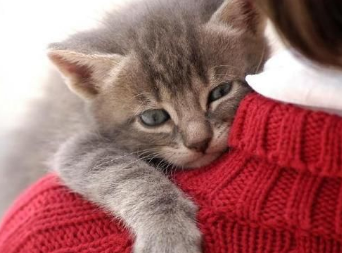 猫咪生病为什么会粘人呢 猫咪生病为什么会粘人呢