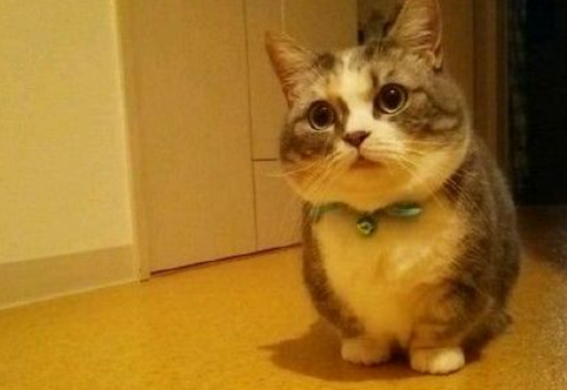 曼基康猫脑积水怎么治疗,想了解的快来看! 曼基康猫脑积水怎么治疗,想了解的快来看!