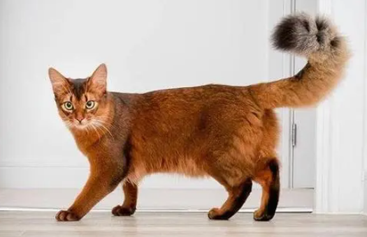 看这里，来了解索马里猫秃毛癣怎么防治？
