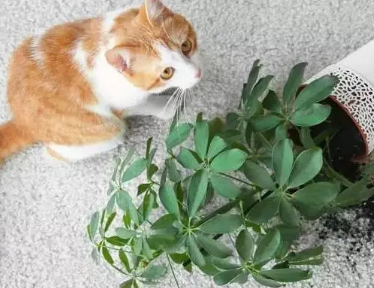 养猫不能养的绿植有哪些