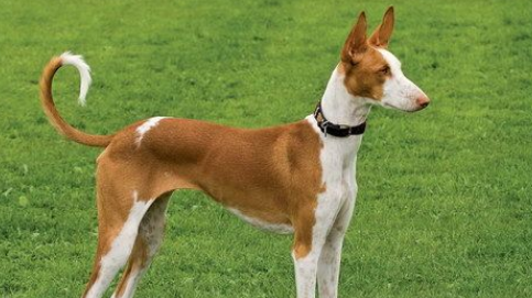 伊比赞猎犬怎么驱虫?这样驱虫比较好! 伊比赞猎犬怎么驱虫?这样驱虫比较好!