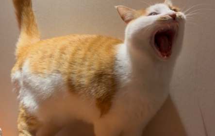 猫咪为什么都是嘤嘤怪叫的声音 猫咪为什么都是嘤嘤怪叫的声音