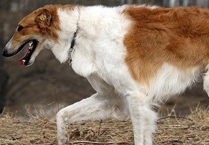 苏俄猎狼犬感冒怎么办？来这里看看吧