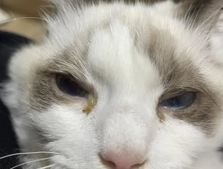 猫咪眼睛发脓是什么原因