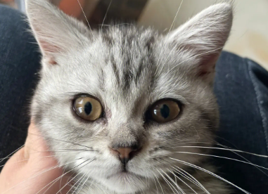 猫咪突然身体发硬怎么回事