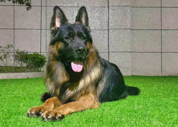 德国牧羊犬的性格，有人了解吗？