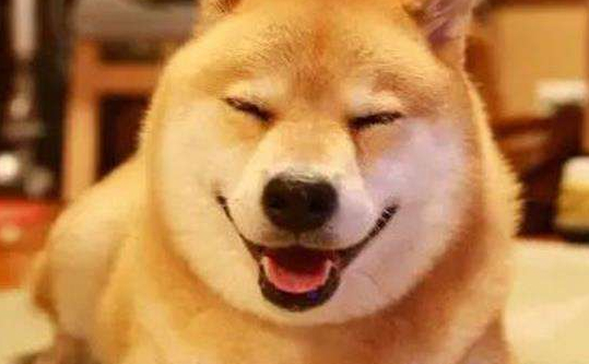 秋田犬是哪个国家的？你了解过？