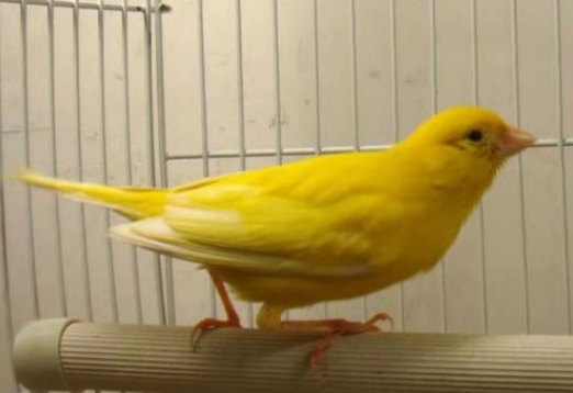 养芙蓉鸟需要注意什么 养芙蓉鸟需要注意什么