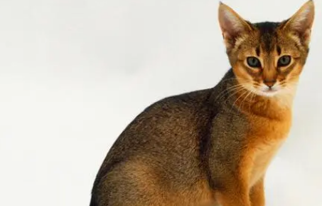 索马里猫好养吗?需要注意什么? 索马里猫好养吗?需要注意什么?