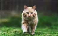 猫咪吐白色水泡沫是什么原因