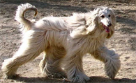 阿富汗猎犬不吃东西怎么办？这样解决最好～